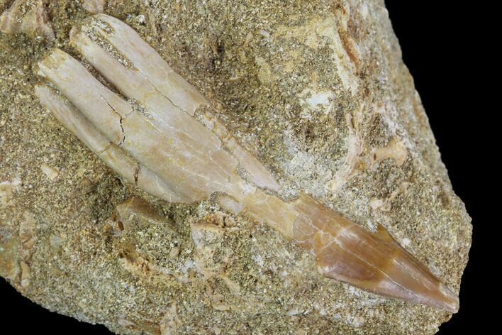 Cretaceous Sawfish (Onchosaurus) Rostral Barb - Morocco #91313